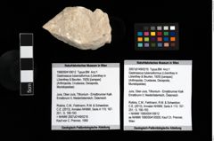 Foto (Objket + Etiketten) von Gastrosacus tuberosiformus (Lörenthey in Lörenthey & Beurlen, 1929) 